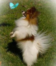 akc breeders of merit list