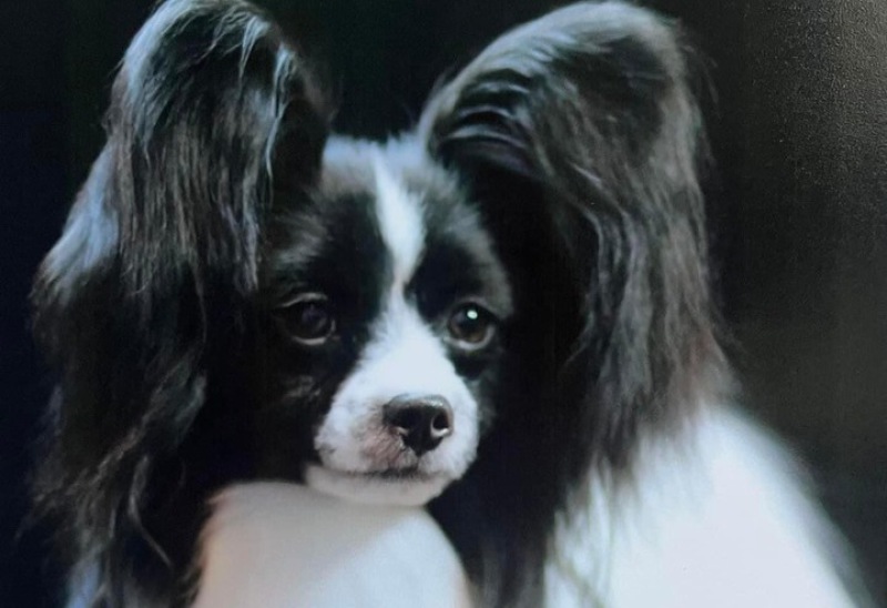 PlayTyme's Burnin Rubber, Playtyme, papillons, papillon, Papillon Champions, Playtyme, papillons, papillon, AKC, American kennel club, Breeder of merit, champion, grand champion, puppies, playtime, Performance papillons, Agility papillons, Service dog pap