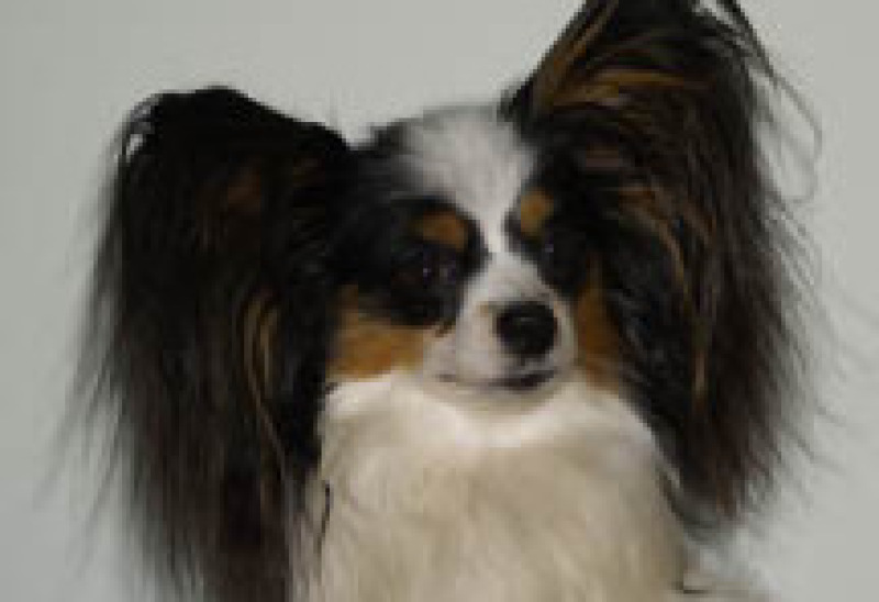 PlayTyme's Puzzle, Playtyme, papillons, papillon, Papillon Champions, Playtyme, papillons, papillon, AKC, American kennel club, Breeder of merit, champion, grand champion, puppies, playtime, Performance papillons, Agility papillons, Service dog papillons,