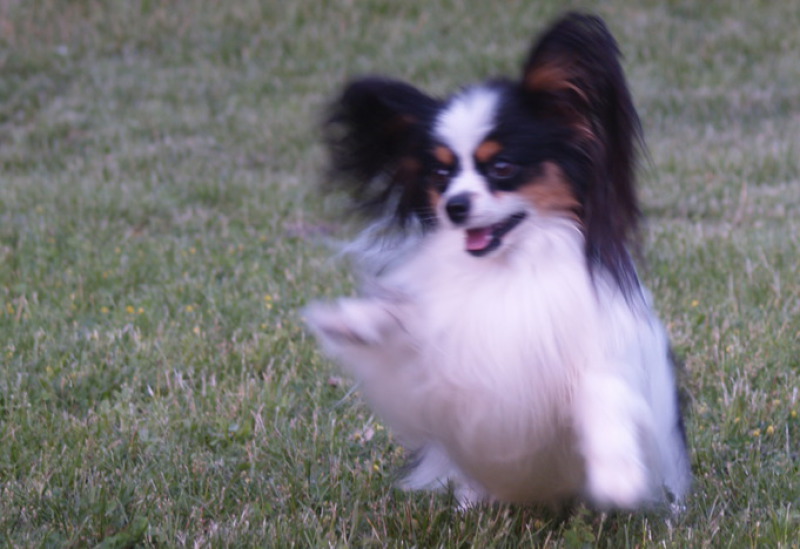 white black tan tri color papillon playtyme's puzzle, Playtyme, papillons, papillon, Papillon Champions, Playtyme, papillons, papillon, AKC, American kennel club, Breeder of merit, champion, grand champion, puppies, playtime, Performance papillons, Agilit