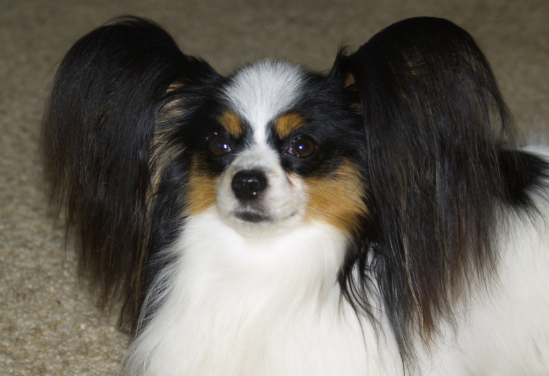 Playtyme papillon adult tri color puzzle, Playtyme, papillons, papillon, Papillon Champions, Playtyme, papillons, papillon, AKC, American kennel club, Breeder of merit, champion, grand champion, puppies, playtime, Performance papillons, Agility papillons,