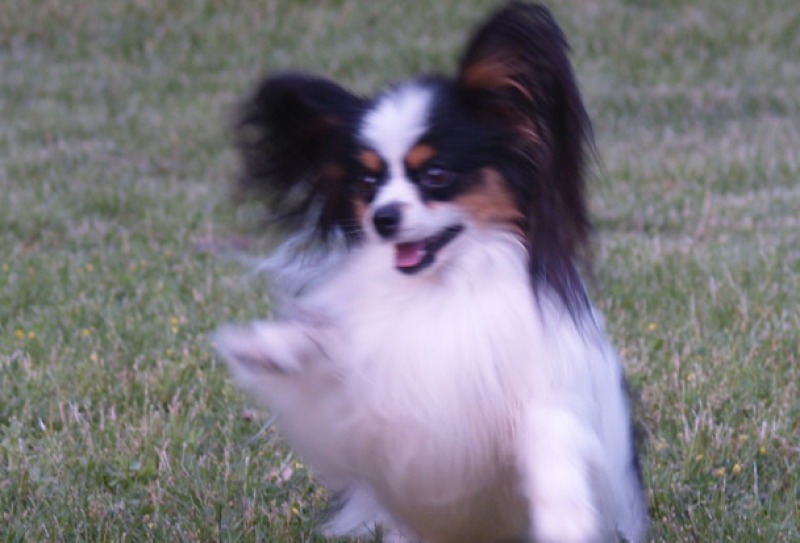 Playtyme, papillons, papillon, Papillon Champions, Playtyme, papillons, papillon, AKC, American kennel club, Breeder of merit, champion, grand champion, puppies, playtime, Performance papillons, Agility papillons, Service dog papillons, AKC, American kenn