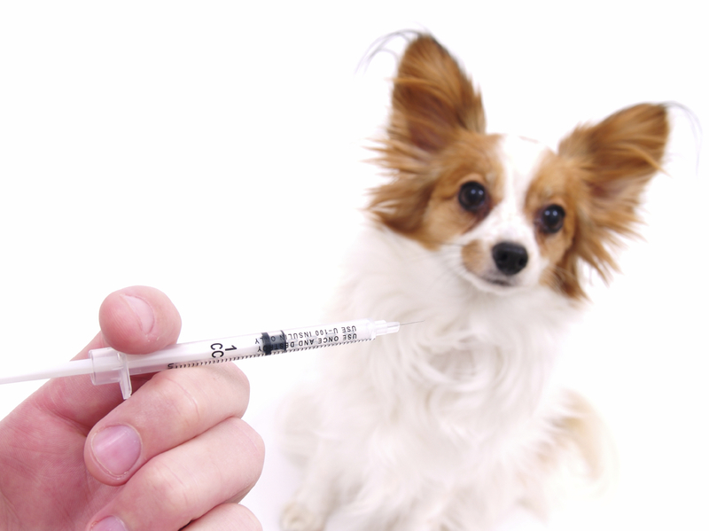 akc vaccines