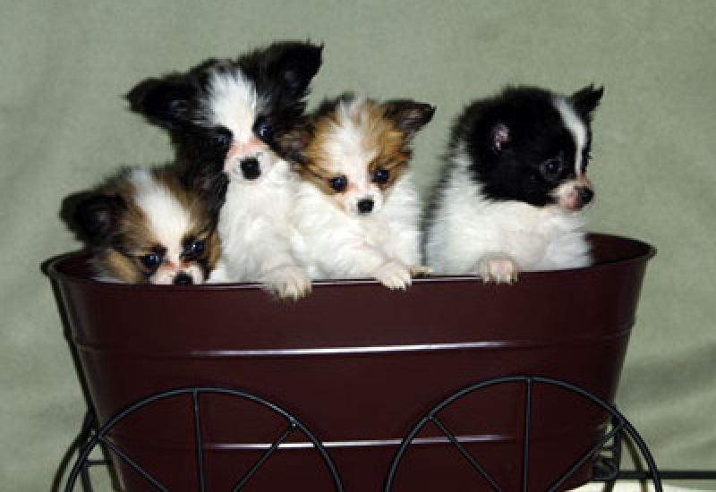 PlayTyme Papillon puppy, Playtyme, papillons, papillon, Papillon Champions, Playtyme, papillons, papillon, AKC, American kennel club, Breeder of merit, champion, grand champion, puppies, playtime, Performance papillons, Agility papillons, Service dog papi