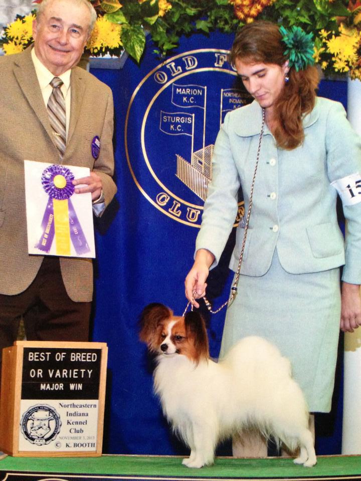 PlayTyme Papillons - AKC breeder of Merit - Show News