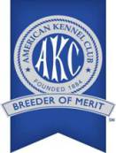 AKC breeder of merit papillon